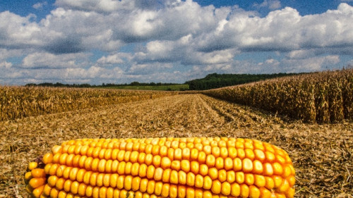 Mercado de milho passa por ajuste e consolidação em Chicago