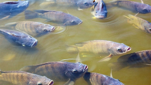 Piscicultura entra em 2026 entre tarifas e regulação