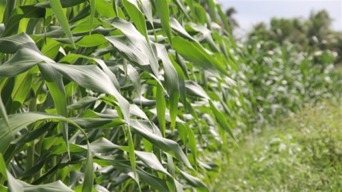 Safra cheia de cana e avanço do milho pressionam cotações do etanol