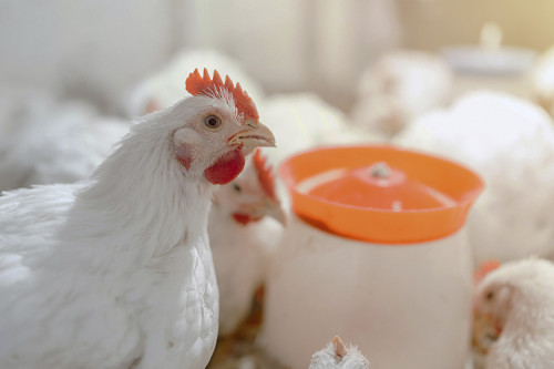 Sanidade animal posiciona frango brasileiro no topo do mercado global