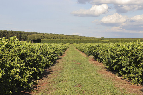 Citricultores de MS têm até 15 de janeiro para entregar relatório à Iagro