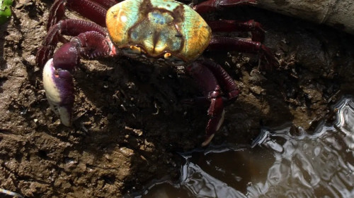 Defeso do caranguejo-uçá em 2026 começa no dia 18 de janeiro