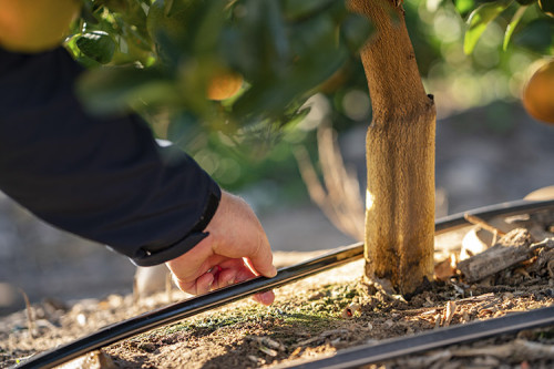 Projeto une irrigação, energia solar e recuperação de mata ciliar