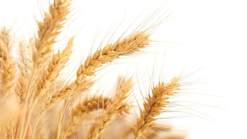 Alta do trigo reflete demanda firme e risco climático