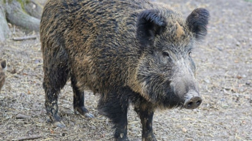 População de javalis atinge níveis elevados na Europa