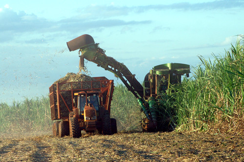 Diagnóstico da área é chave no controle de daninhas