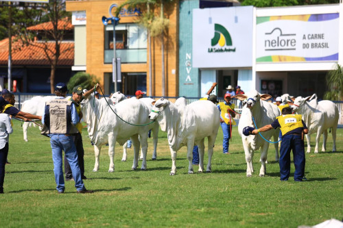 Estão definidas as Exposições Ouro dos Rankings Nacionais da raça Nelore 2025-2026