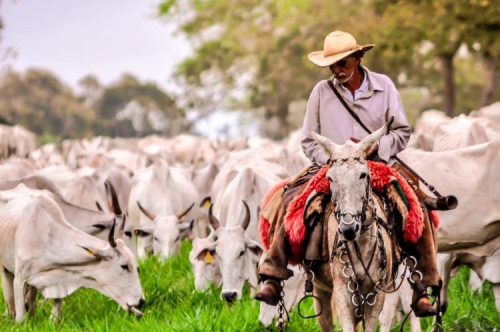 Boi gordo sobe no PR, mas fica estável em SP e Rondônia
