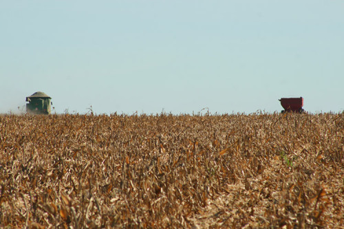 Milho perde força: produção cai 1,5% mesmo com aumento da área plantada