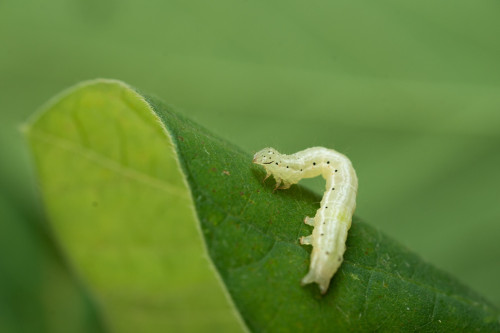 Infestações de lagartas ameaçam até 40% da produtividade de milho e soja