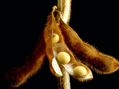 Análises indicam cautela para os preços da soja