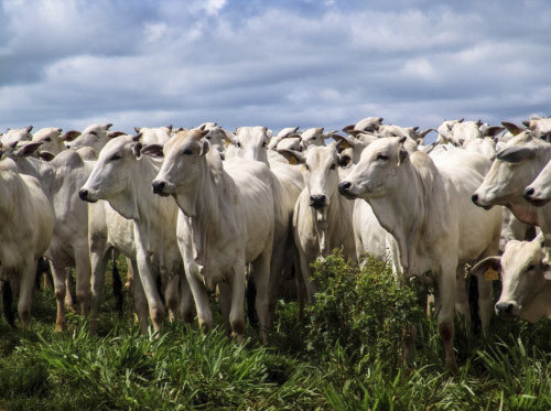 Queda nos custos de nutrição favorece margens do confinamento em 2026