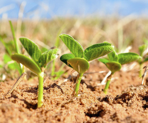 Mercado da soja reage a câmbio e clima adverso