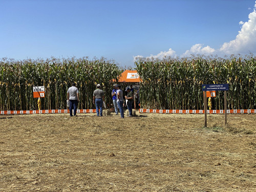 Milho para silagem é destaque no 4º Dia de Campo da Produção Leiteira do Vale Paraíba da Apta Regional