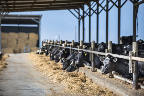 Phibro Saúde Animal une-se à Associação Brasileira de Inseminação Artificial