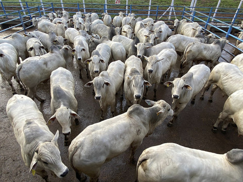 Alerta no campo: cota da China para carne bovina pode acabar em setembro