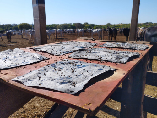 Controle eficaz das moscas domésticas começa com manejo integrado e boas práticas na fazenda