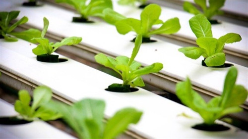 Hidroponia avança com energia limpa e reúso de água