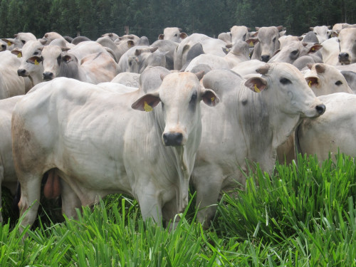 Imea aponta queda no preço médio do boi gordo em Mato Grosso em janeiro
