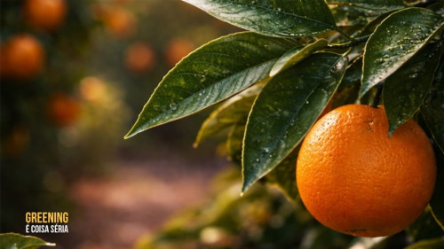 Citricultura: Avalia Psilídeo chega ao Mato Grosso do Sul e Minas Gerais