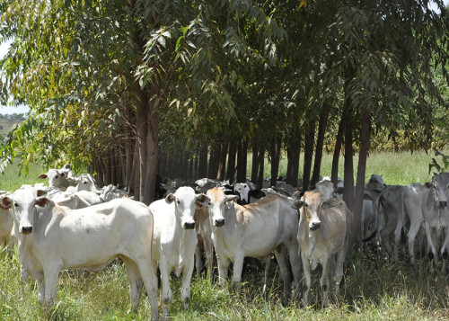 Oferta restrita e exportações aquecidas fazem boi gordo disparar em MG e SP