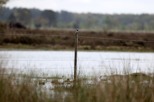Durante período de chuvas, manutenção de cercas elétricas é decisiva para segurança do rebanho
