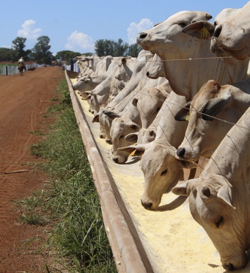 Suplementação de bovinos de corte garante mais carcaça e acabamento