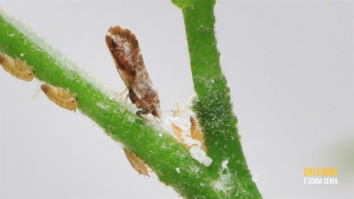 Citricultores intensificam controle e reduzem presença de psilídeo nos pomares