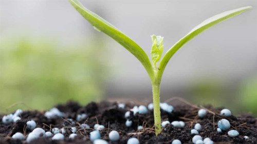 Estudo aponta diferenças tecnológicas entre biofungicidas