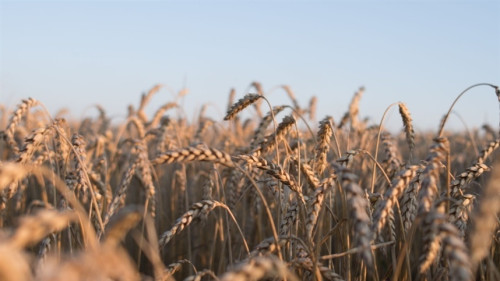 Qualidade impulsiona perspectivas para o trigo no Sul