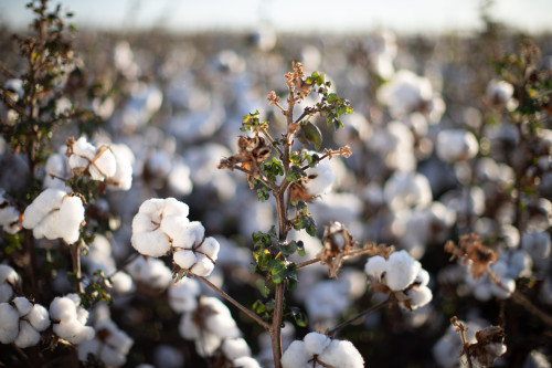 Clima do Cerrado está favorável ao desenvolvimento do algodão na safra 2025/2026, aponta Conab
