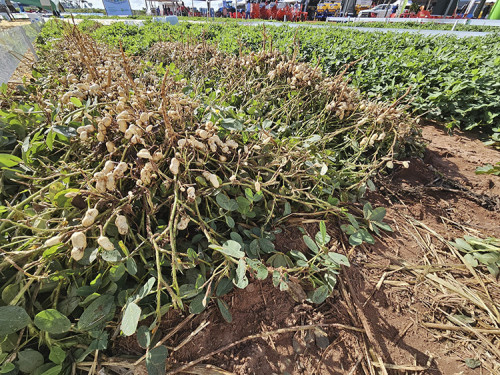 De olho na exportação: MS ganha indústria de branqueamento de amendoim