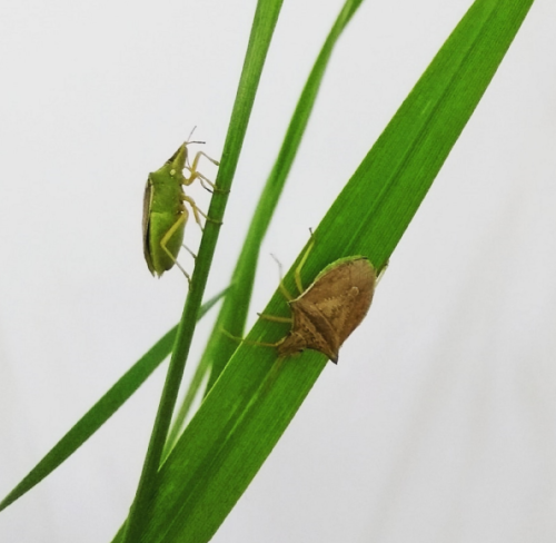 Percevejo-barriga-verde permanece no campo após a cultivo de soja e ameaça o milho-safrinha