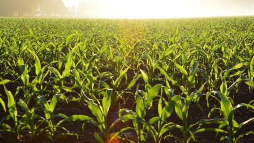 Colheita e impasses mantêm ritmo lento no milho