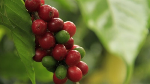 Café: chuvas em fevereiro podem garantir safra recorde em 2026/27