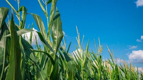 IDR-Paraná lança milho branco e mandiocas industriais no Show Rural