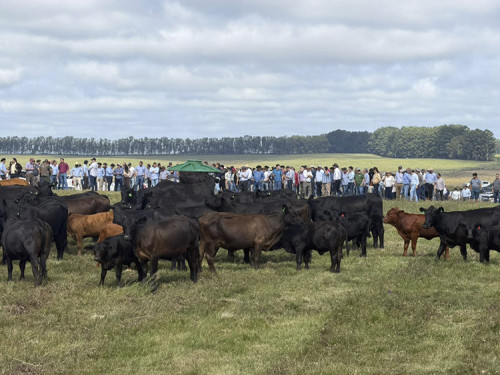 Mundial Brangus 2026: leiloeiros preveem recordes de vendas com genética de elite