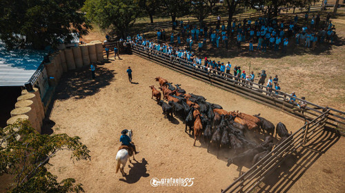 Mundial Brangus 2026: 11 países desembarcam em Londrina nesta quarta