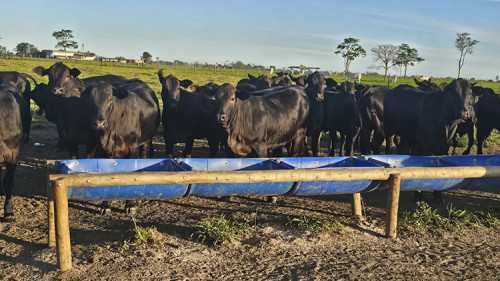 Porque os produtores de grãos estão entrando na pecuária de corte?