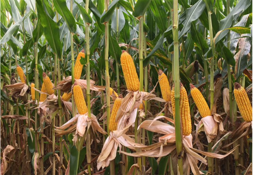 Clima favorece ameaça invisível no milho