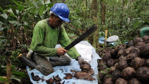Selo orgânico: novas diretrizes para frutos, sementes e resinas nativas