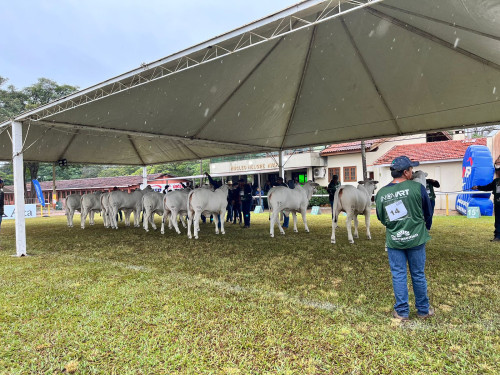 Exponel Avaré 2026 é a primeira Exposição Ouro do Ranking Nacional Nelore 2025/2026