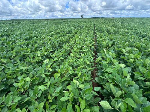 Biossolução chega ao Brasil para aumentar rentabilidade das culturas de soja e milho