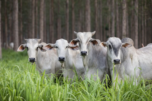 Oferta ajustada e recordes de exportação sustentam preços do boi gordo