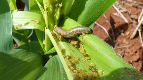 Lagarta exige atenção no início da safrinha