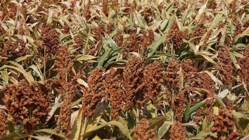 Sorgo avança 35% no Brasil e produção atinge 5,9 milhões de toneladas