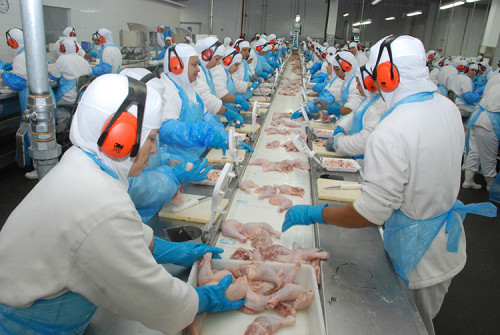 Exportações de frango crescem 5,3% e batem recorde em fevereiro de 2026