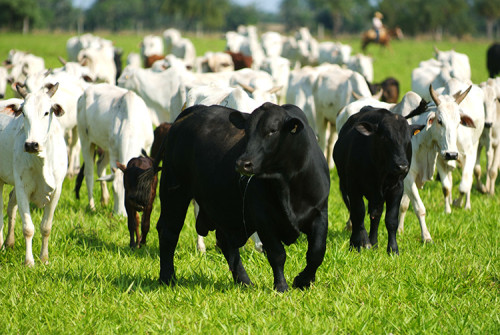 Brasil recebe o mundial de Brangus em março