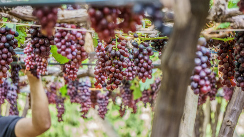 Solo mais saudável, uvas mais produtivas no semiárido nordestino