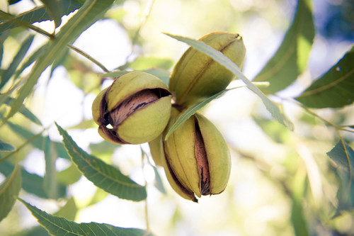 Exportação de noz-pecã cresce com novas certificações globais no RS